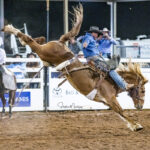 Tony Caldwell on 'Buffalo Bill' for 82pts to take the lead in the Tourism and Events Queensland Open Saddle Bronc contest